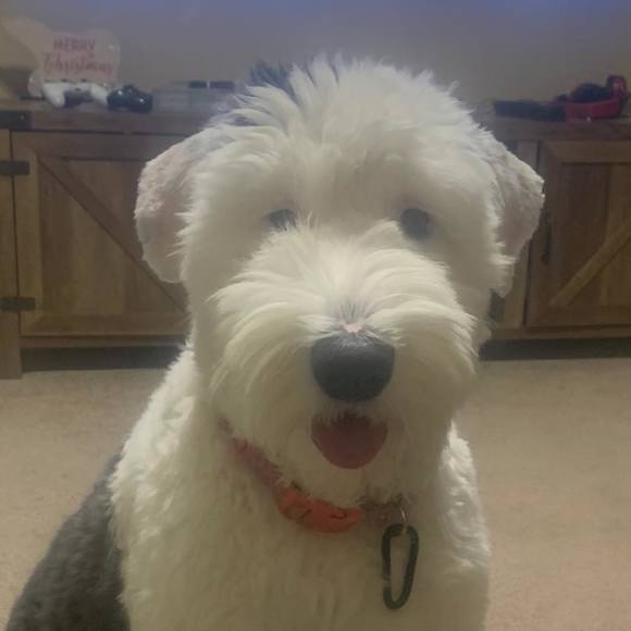 Meet your Posher, Casey - Picture 1 of 1